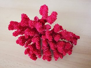 IMG_20241118_125600