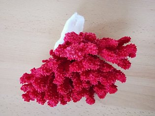 IMG_20241118_125540