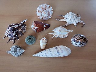 IMG_20241118_130448