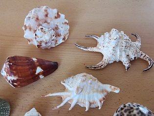 IMG_20241118_130458