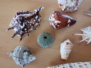 IMG_20241118_130501