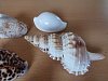 IMG_20241118_130802