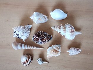 IMG_20241118_130749