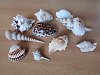 IMG_20241118_130754
