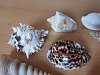 IMG_20241118_130804