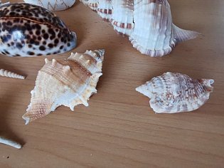 IMG_20241118_130811