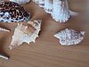 IMG_20241118_130811