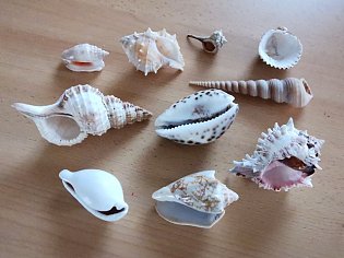 IMG_20241118_130901