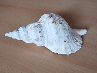 IMG_20241118_132357