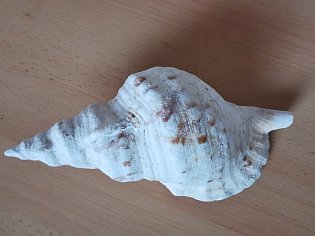 IMG_20241118_132404