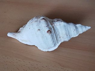 IMG_20241118_132414