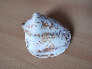 IMG_20241118_132455