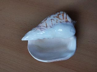 IMG_20241118_132526