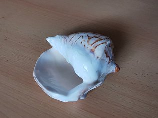 IMG_20241118_132537