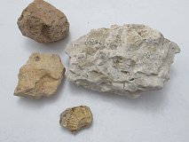 Fosilie - CS1526