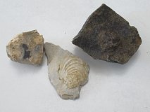 Fosilie - CS1528