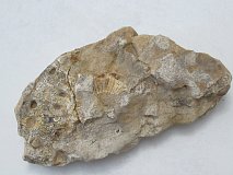 Fosilie - CS1529