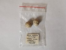 Olověná kulka Rakousko - Uherské armády  - o2229